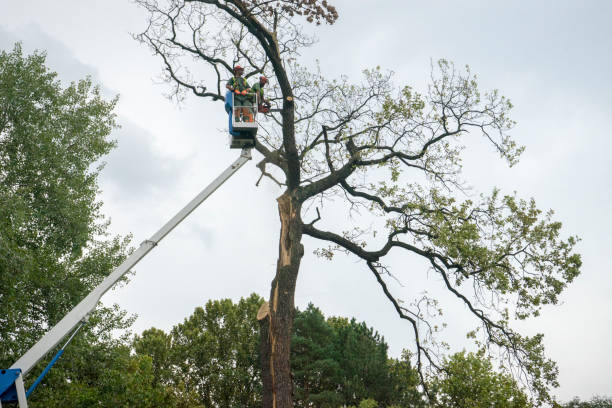 How Our Tree Care Process Works  in  Valley View, PA